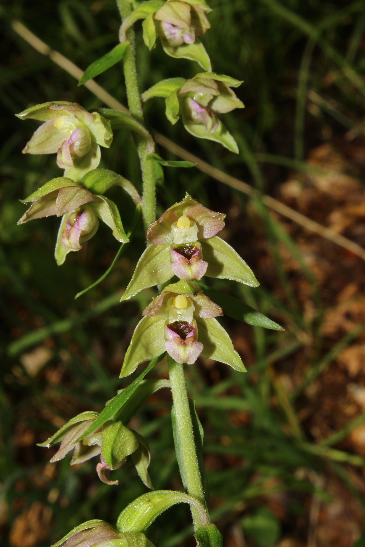 Orchidee-Saldi di fine stagione